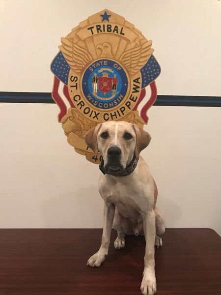 Retired k9.jpg